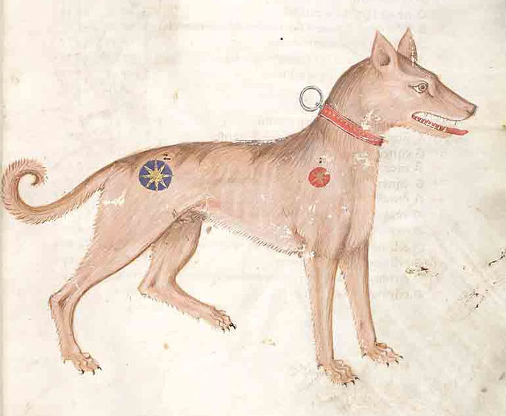 Medieval illumination of a dog, 14th century, from a Codex in the Czech Republic